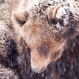 Bär