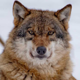 wolfr