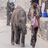Baby Elefant