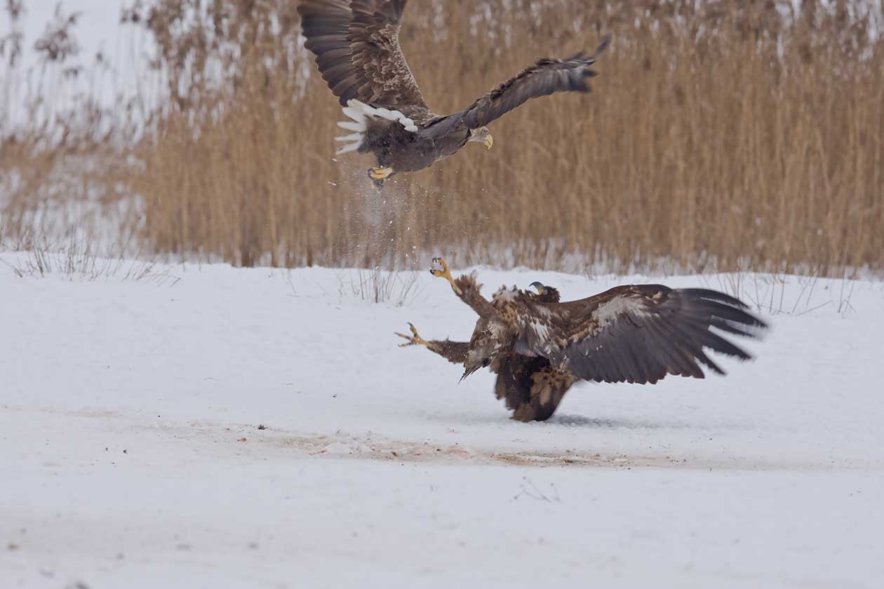 Adler