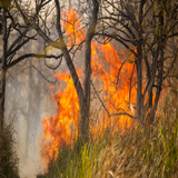 Feuer