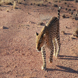 cheetah