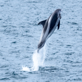 delfin 1