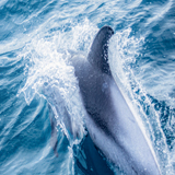 delfin 2