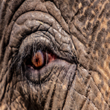 Elefanten Auge