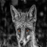 fuchs sw