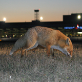 fuchs thf