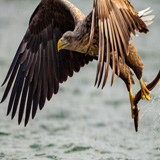 hungry bird