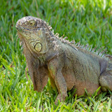 leguan