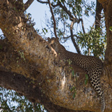Leopard 1