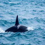 orca