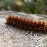 raupe