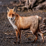 Stummelschwanz Fuchs